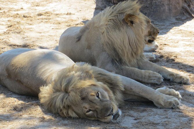 Chobe Safari Overnight Camping Trip - The Sum Up