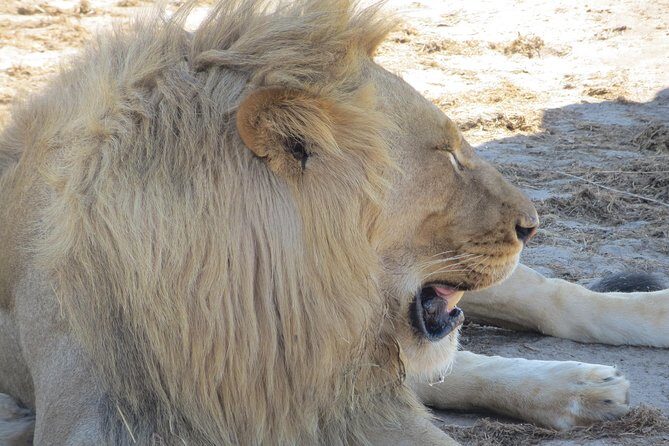 Chobe Safari Overnight Camping Trip - FAQ