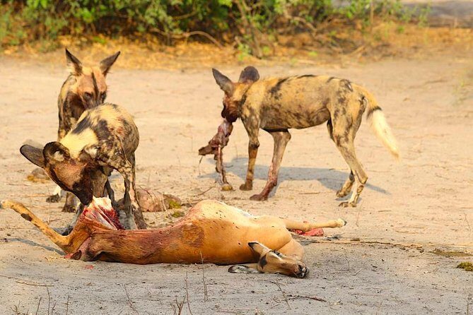 Chobe -Savuti Trail: Elephant& Big Cats ( 4 days 3 Nights) - Final Thoughts: Who Should Book This Safari?