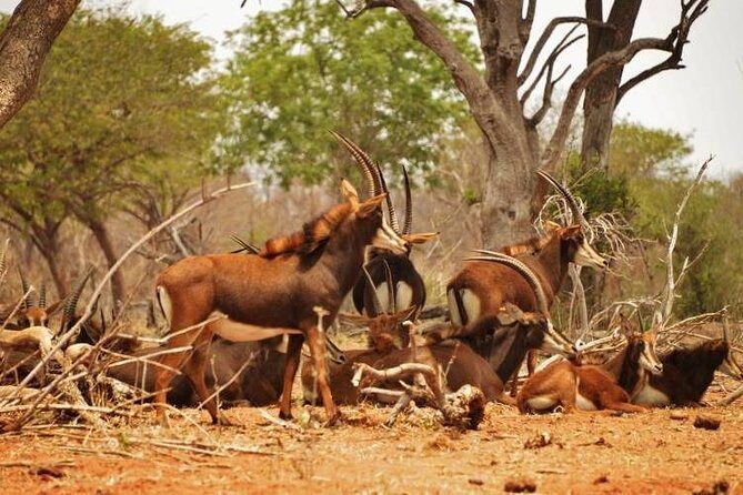 Chobe Sunrise upto Sunset Day trip from Victoria Falls 5AM - 7PM - Early Morning Start — The Best Time for Wildlife Viewing