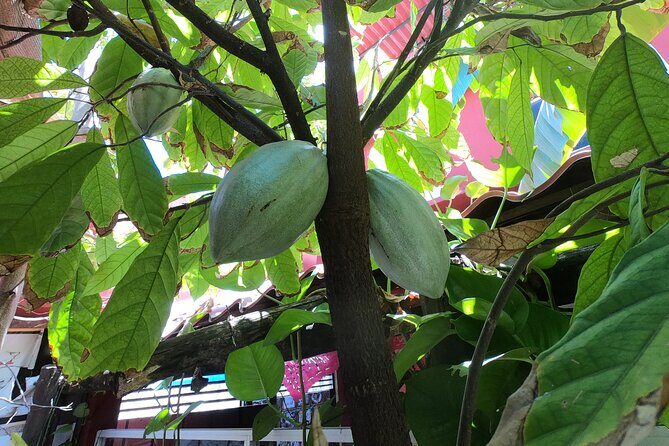 Chocolate Tasting & mayan show - Final Thoughts: Who Should Consider This Tour?
