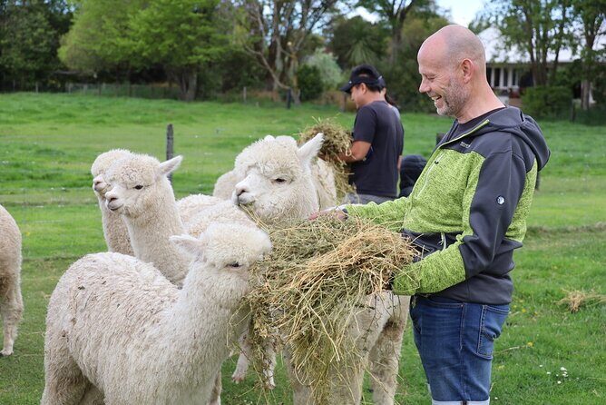 Christchurch Alpaca Farm Tour From Kaiapoi - Key Points