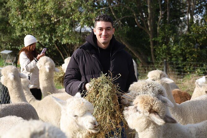 Christchurch Alpaca Farm Tour From Kaiapoi - What You Can Expect from This Alpaca Farm Tour