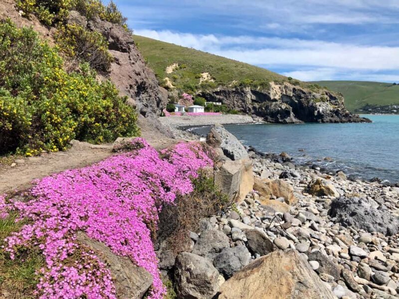 Christchurch: Guided Crater Rim Walk with Coastal Scenery - Who Will Love This Tour?