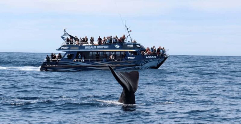 Christchurch: Kaikoura Day Tour with Hotel Pickup - Who Should Consider This Tour?