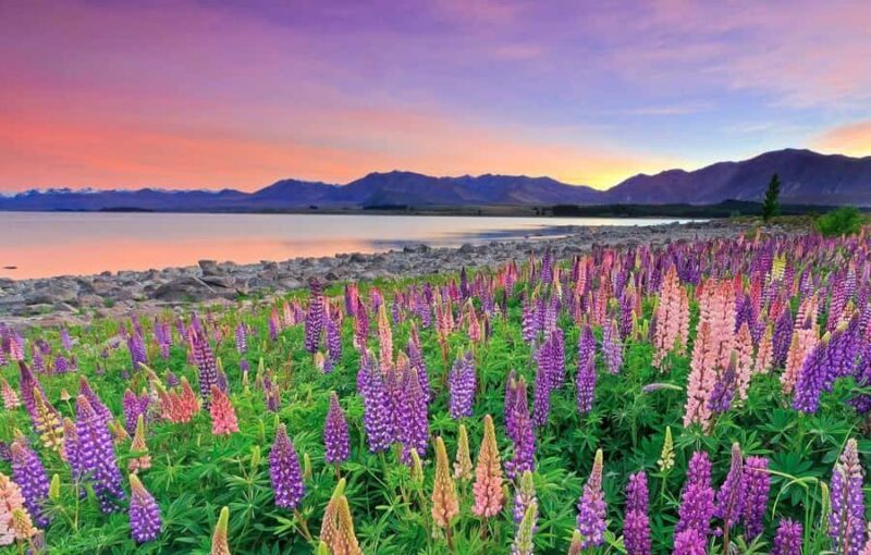 Christchurch: Mt Cook Day Trip/Lake Tekapo & Tasman Glacier - FAQs