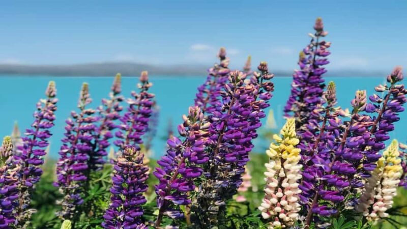 Christchurch: Mt Cook & Tekapo Small-Group Tour (incl Lunch) - The Sum Up