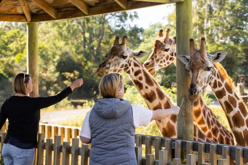 Christchurch: Orana Wildlife Park Admission - Exploring the Exhibits and Facilities