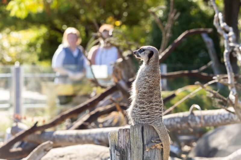 Christchurch: Orana Wildlife Park Admission - FAQ