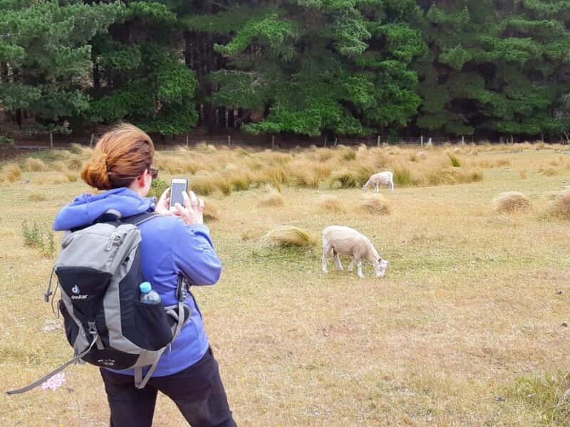 Christchurch: Packhorse Hut Guided Walk and Scenic Drive - Final Thoughts