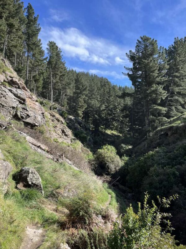 Christchurch: Port Hills Full-Day Trail Running Tour - What is this tour all about?