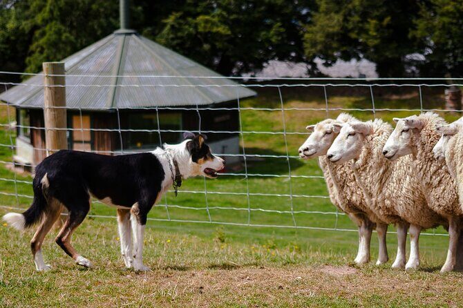 Christchurch Sheep Farm Visit - Key Points