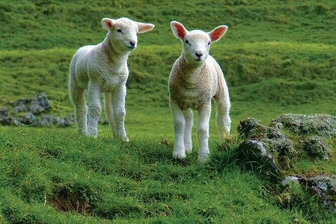 Christchurch Sheep Farm Visit - Detailed Breakdown of the Tour Experience