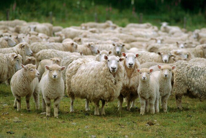 Christchurch Sheep Farm Visit - Practical Details: Transportation, Duration, and Cost