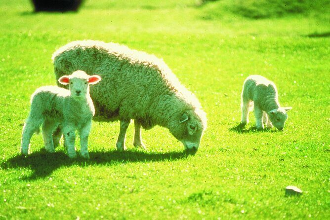 Christchurch Sheep Farm Visit - Final Thoughts: Is This Tour Worth It?