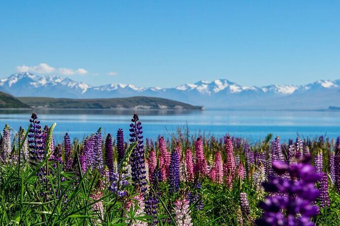 Christchurch to Mt Cook via Lake Tekapo One Way Small Group Tour - FAQs
