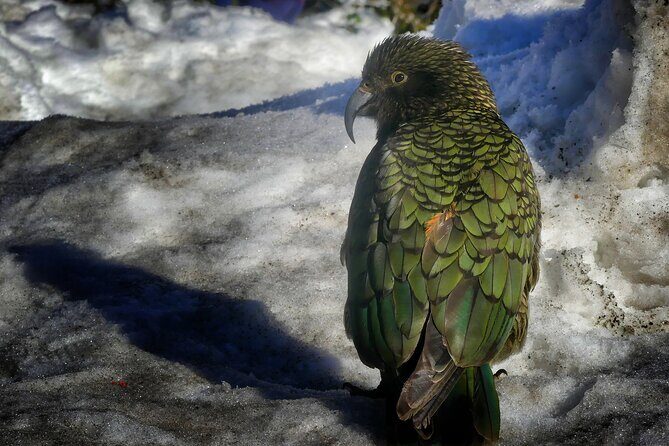 Christchurch to Queenstown One-Way Tour via Mt Cook & Lake Tekapo - Final Thoughts