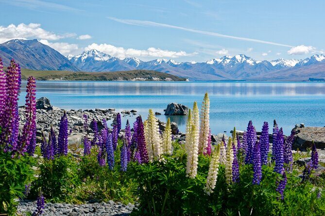 Christchurch to Queenstown One way via Mt Cook with Breakfast - What Travelers Are Saying