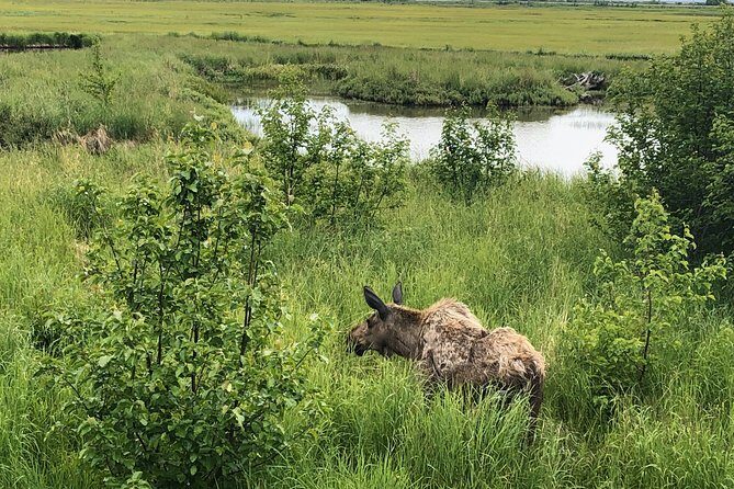 Chugach State Park Nature Walk - Final Thoughts
