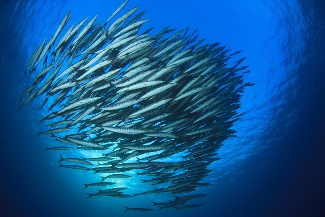 Chumphon Pinnacle-Koh Tao 2 dive trip for certified divers - Key Points