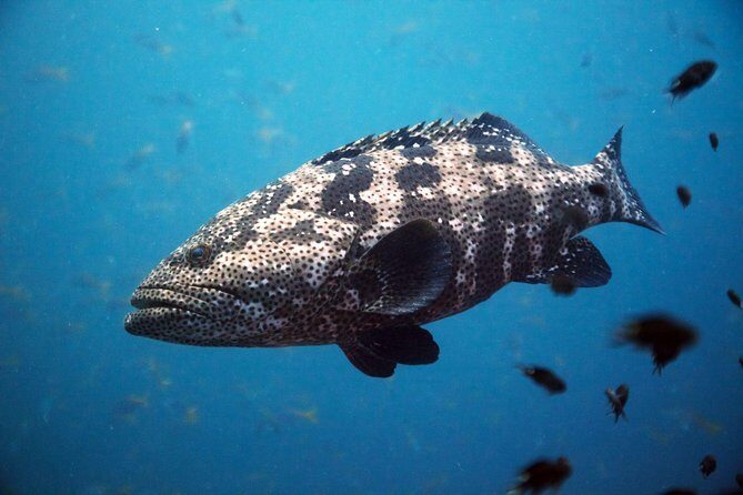 Chumphon Pinnacle-Koh Tao 2 dive trip for certified divers - Why You’ll Love This Trip