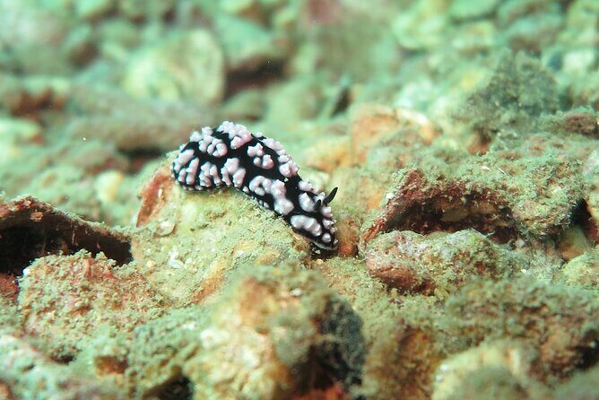 Chumphon Pinnacle-Koh Tao 2 dive trip for certified divers - The Sum Up: Is It Worth It?