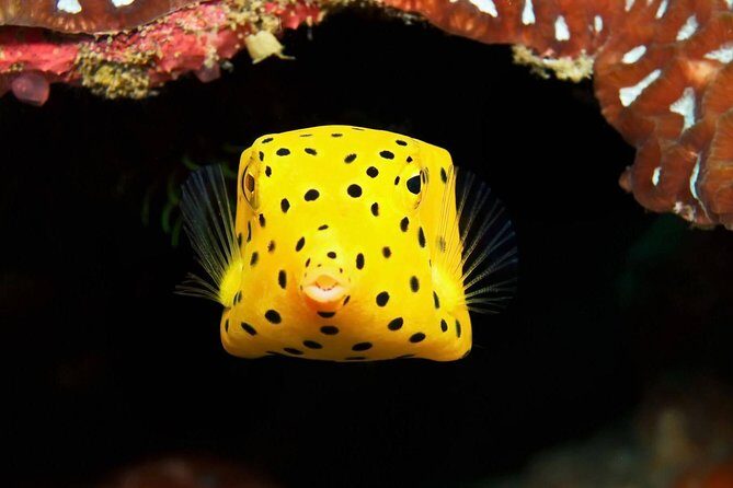 Chumphon Pinnacle-Koh Tao 2 dive trip for certified divers - FAQs