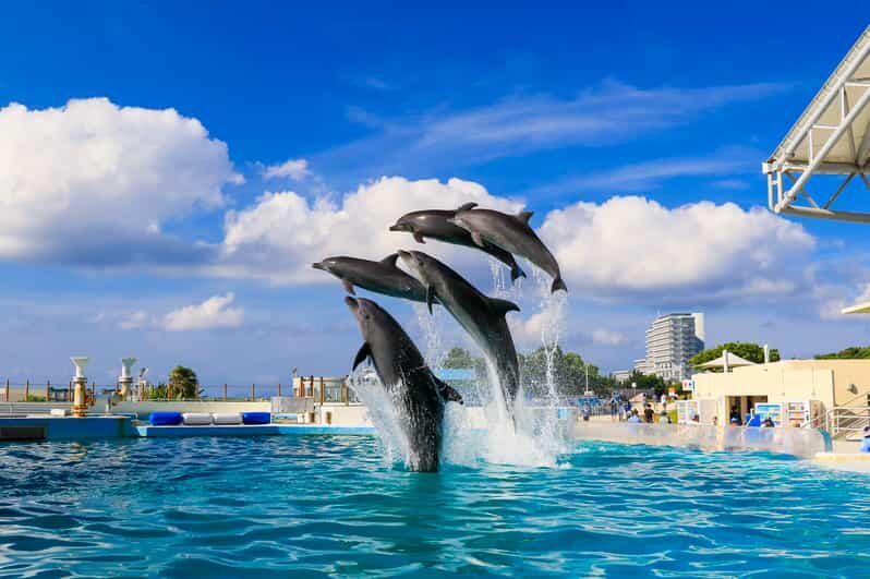 Churaumi Aquarium, Cape Manzamo, American Village - A Practical Guide to the 1-Day Okinawa Tour
