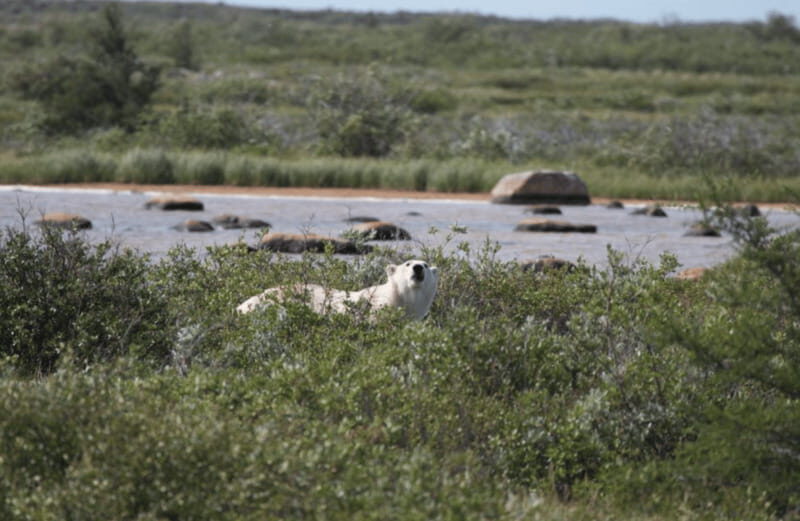 Churchill: Exclusive Tundra Buggy Day Trip - Who Will Love This Tour?
