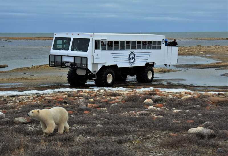 Churchill: Exclusive Tundra Buggy Day Trip - FAQ