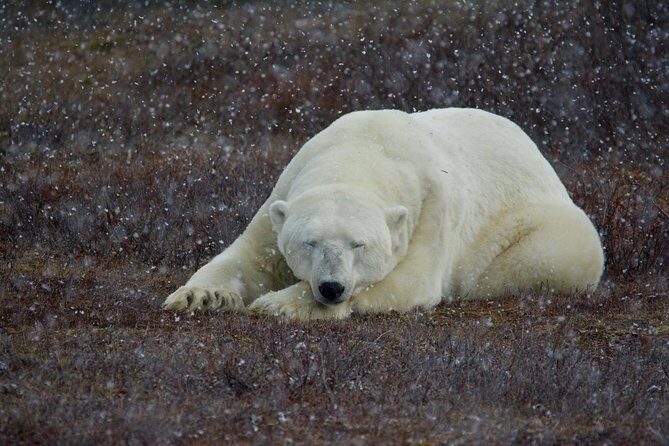 Churchill Polar Bear Experience 5-Night Classic Tour - A Complete Look at the Churchill Polar Bear Experience 5-Night Classic Tour