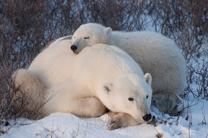 Churchill Polar Bear Experience 5-Night Classic Tour - An In-Depth Look at the Itinerary