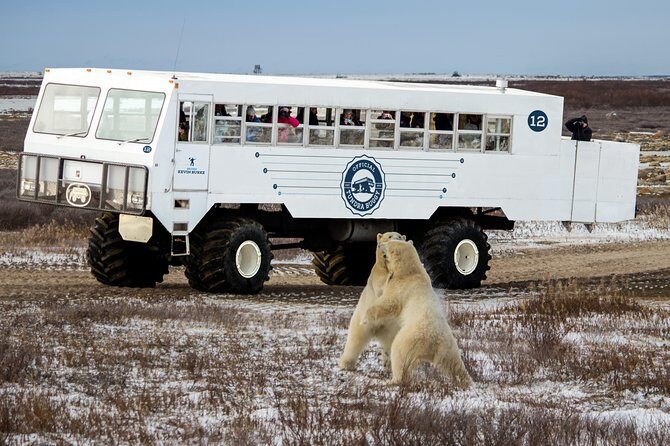 Churchill Polar Bear Experience 5-Night Classic Tour - Price and Value Analysis