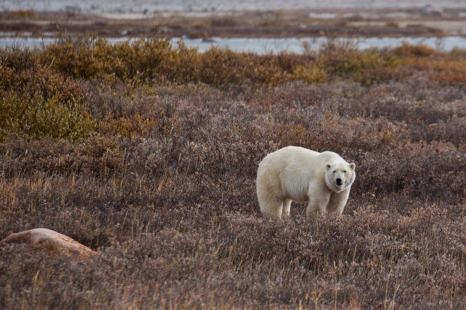 Churchill Polar Bear Experience 5-Night Classic Tour - Who Should Consider This Tour?
