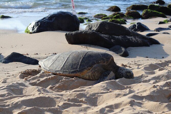 Circle Island Tour with Snorkeling & Turtles - Key Points