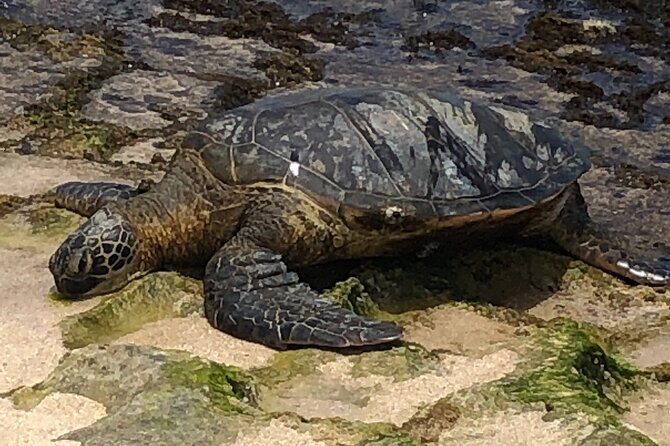 Circle Island tours - swim with turtles,Private & Small Group Tours - FAQ