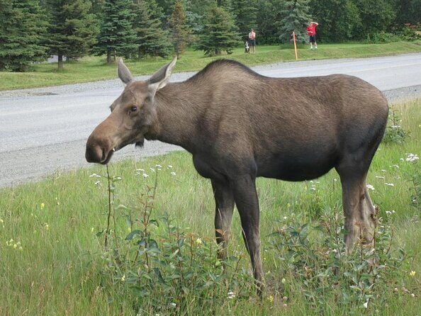 City of Anchorage SIGHTSEEING & FOOD Tour - Winter & Summer - Discover Anchorage with the City of Anchorage Sightseeing & Food Tour