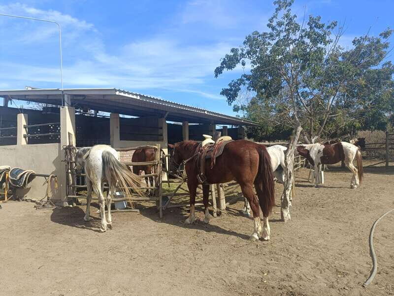 City Tour & Beach Club All Inclusive HorseBack Ride Sports - A Full Breakdown of the Experience