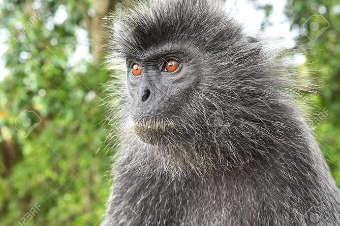 City Tour with Batu Cave and Fireflies Tour - Final Thoughts