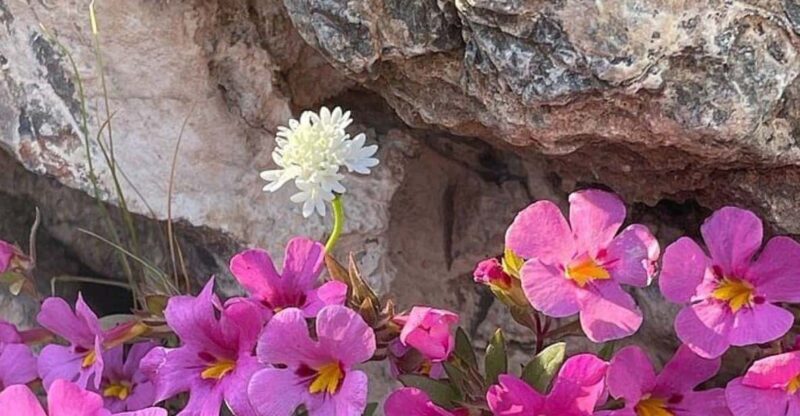 Claremont: California Botanic Garden Half Day Tour - Key Points