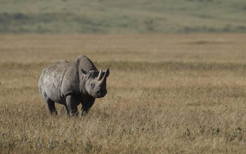 Classic 2-Day Lake Manyara and Ngorongoro Crater Safari - Key Points