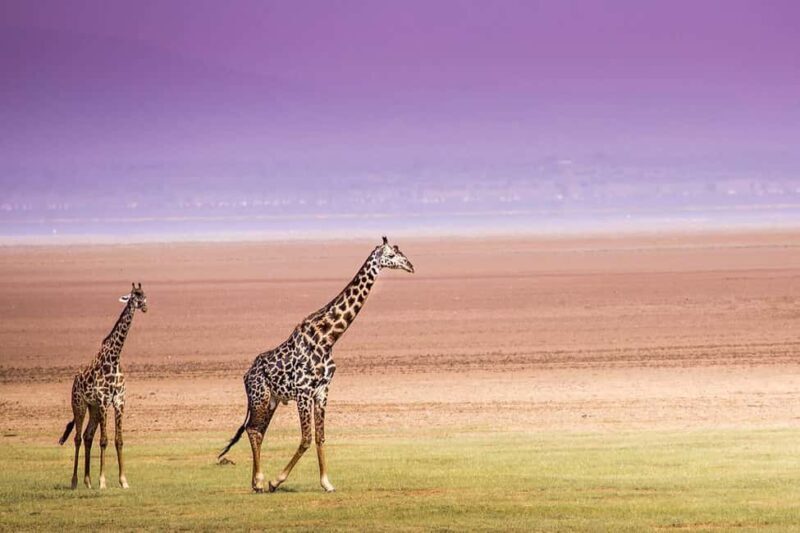 Classic 2-Day Lake Manyara and Ngorongoro Crater Safari - What to Bring and Tips for a Smooth Safari