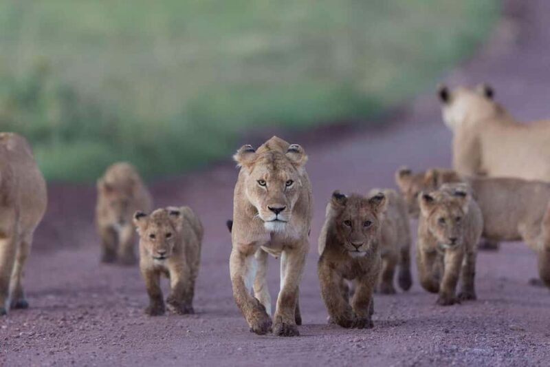Classic 2-Day Lake Manyara and Ngorongoro Crater Safari - The Sum Up