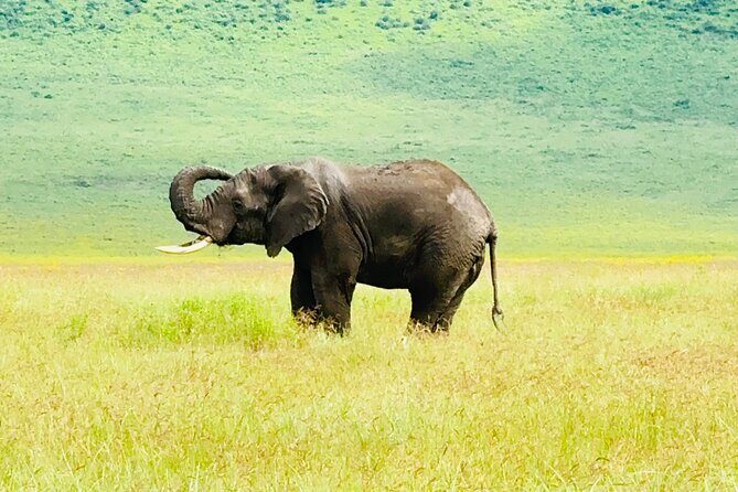 Classic 4-Day Tanzania Safari: Tarangire, Serengeti & Ngorongoro - An In-Depth Look at the 4-Day Tanzanian Safari