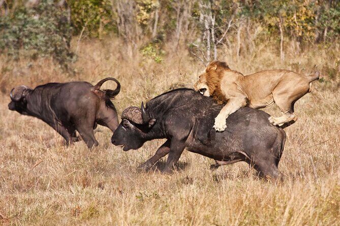 Classic 4-Day Tanzania Safari: Tarangire, Serengeti & Ngorongoro - Practical Considerations and Tips