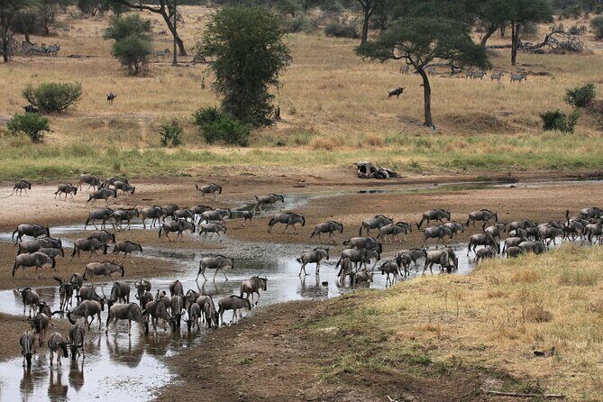Classic 4-Day Tanzania Safari: Tarangire, Serengeti & Ngorongoro - The Sum Up: Who Will Love This Safari?