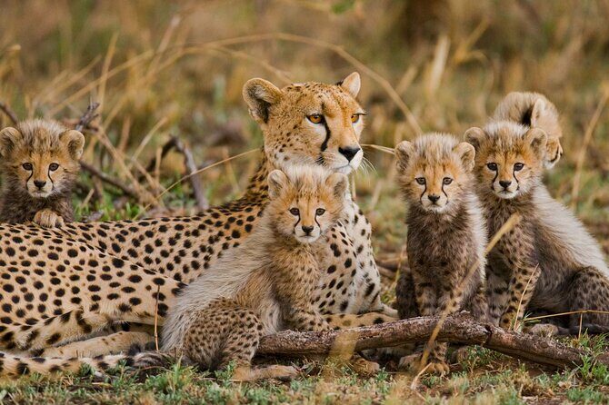 Classic 4-Day Tanzania Safari: Tarangire, Serengeti & Ngorongoro - FAQ: Your Practical Questions Answered