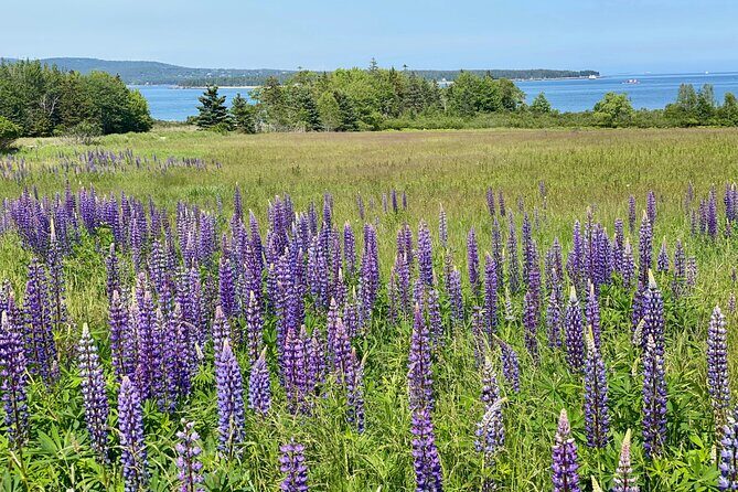 Classic Acadia Private Tour: Cadillac Mountain & Thunder Hole - The Sum Up