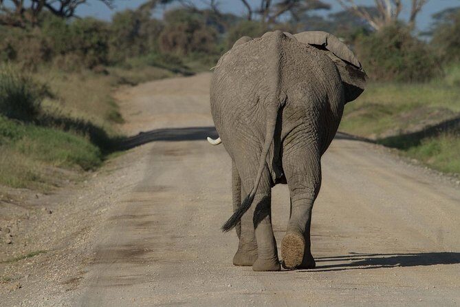 Classic Amboseli Day Trip - Analyzing Cost and Value