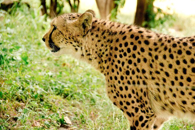 Classic Amboseli Day Trip - Who Will Love This Tour?